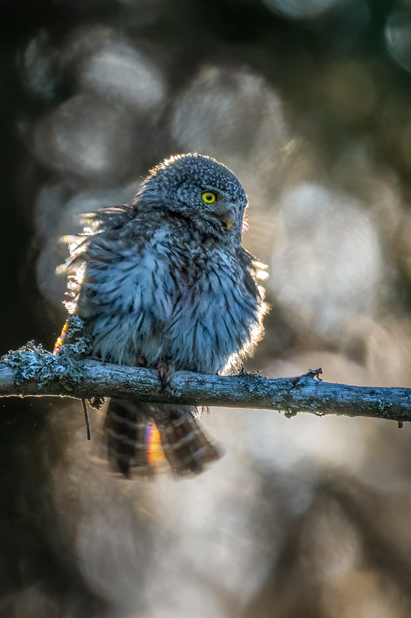 Kleine Eule im Gegenlicht auf einem Ast im Wald
