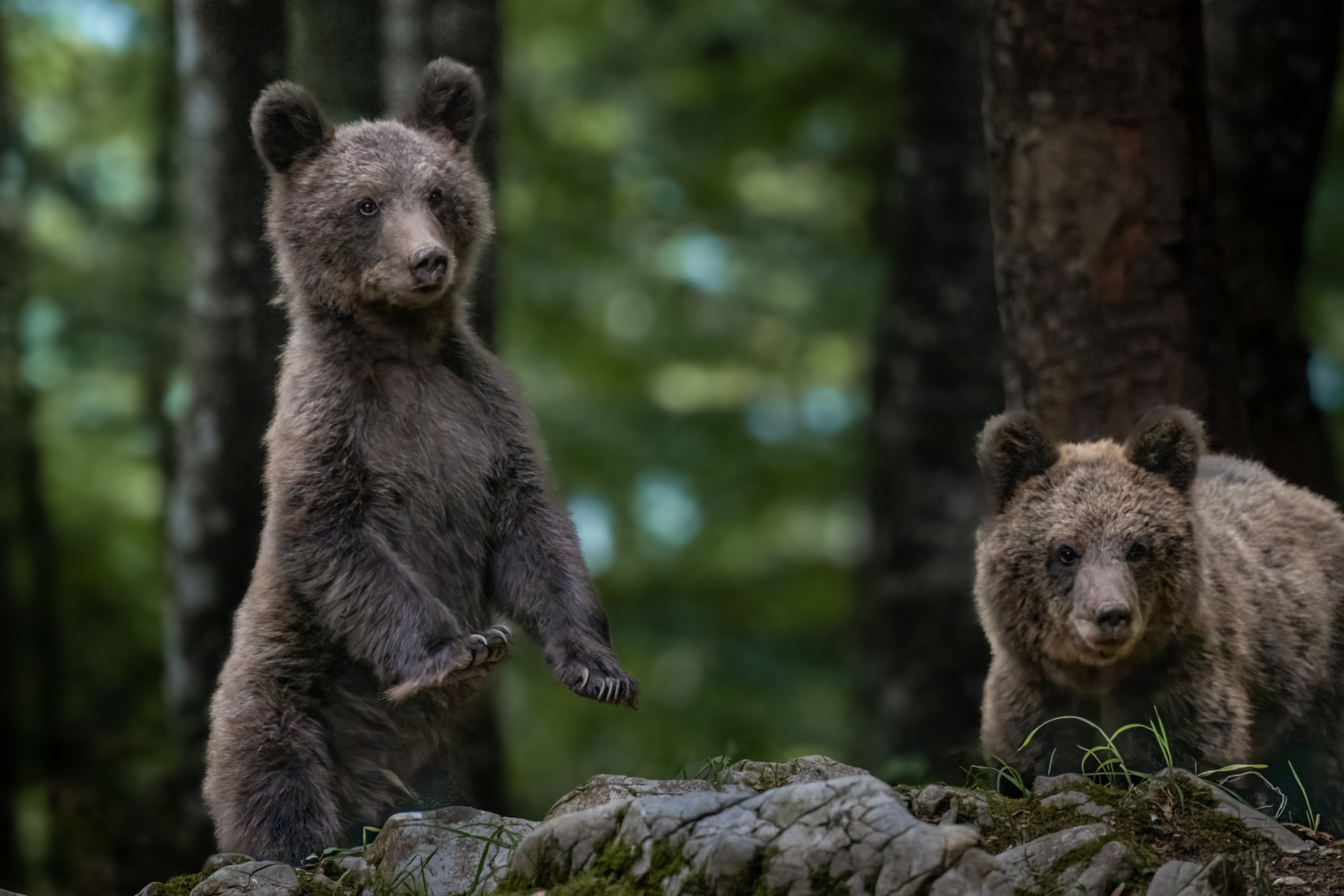 Zwei junge Bären im Wald — einer steht neugierig auf den Hinterbeinen