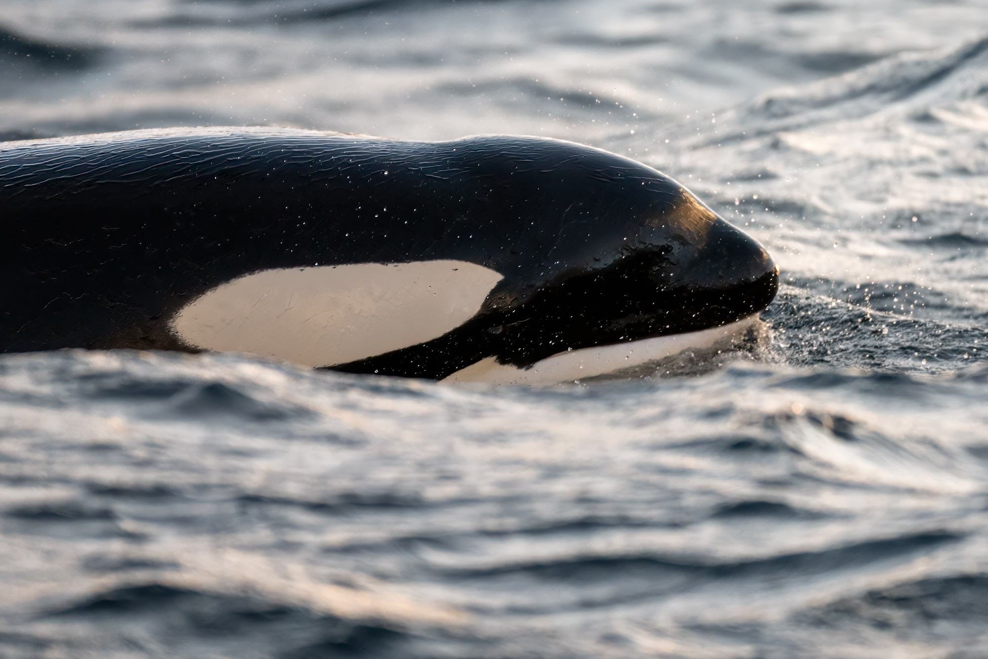 Orca im goldenen Licht